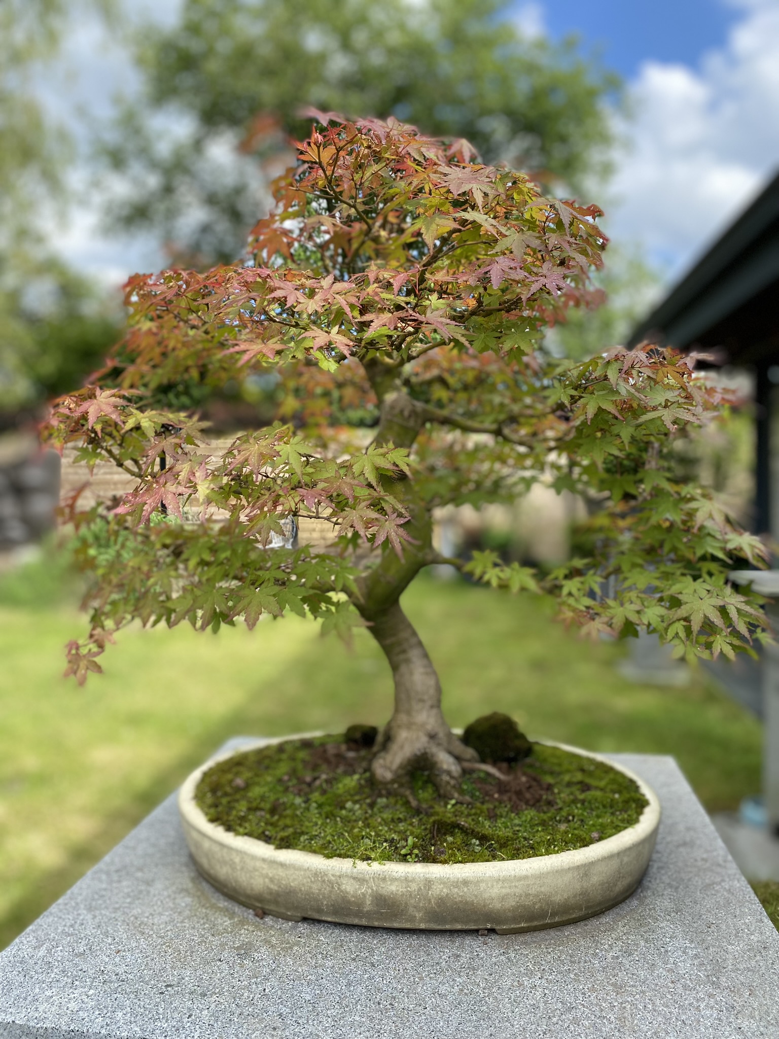 Acer Palmatum Mature 80 cm