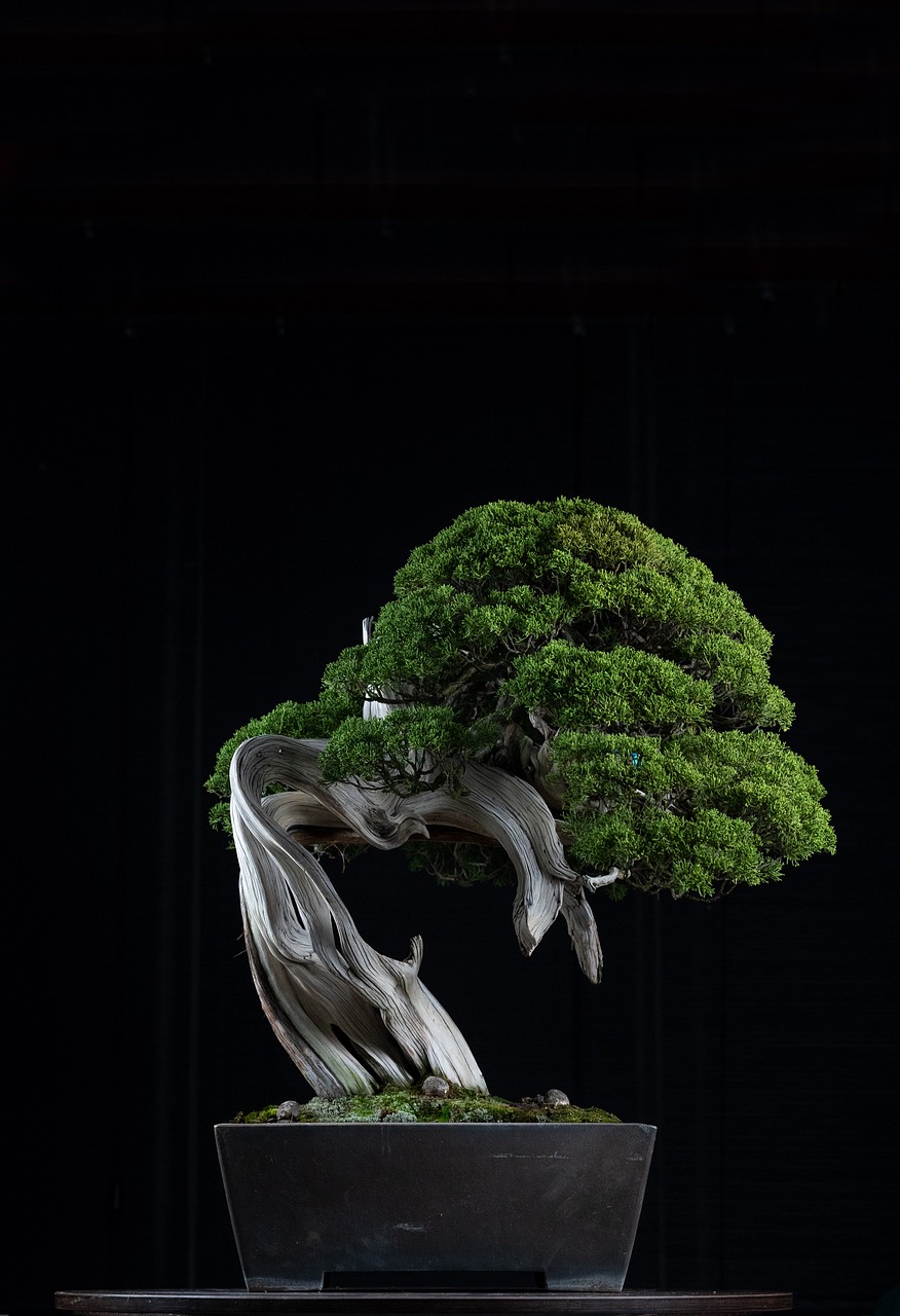 bonsai yamadori