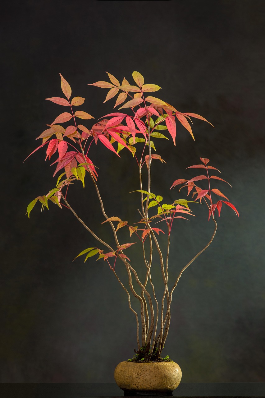 bonsai herfst