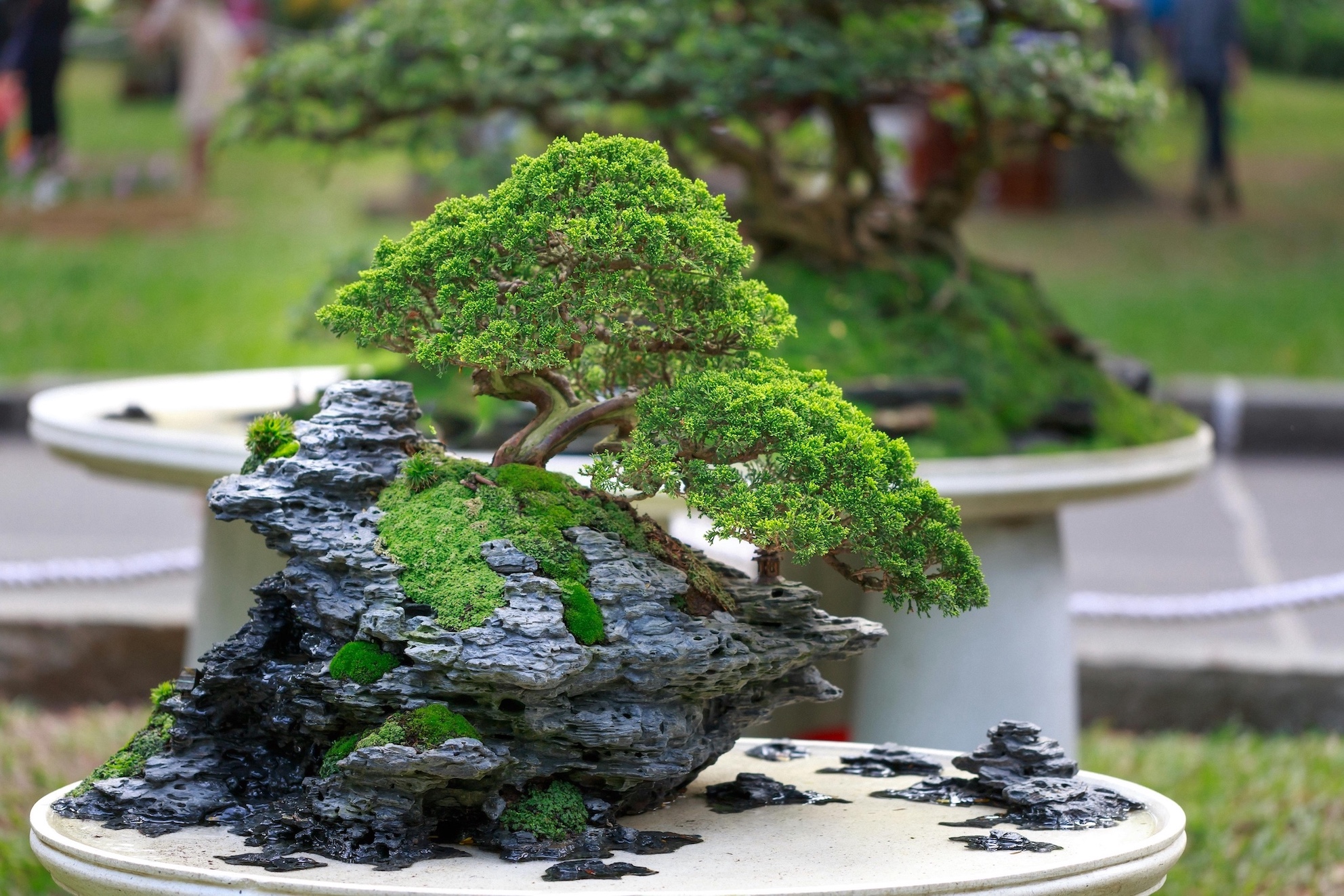 bonsai rotsbeplanting