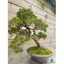 juniperus_kishu_2