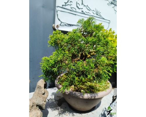 juniperus_1