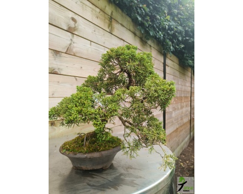 juniperus_kishu