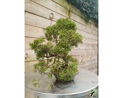 juniperus_kishu_1