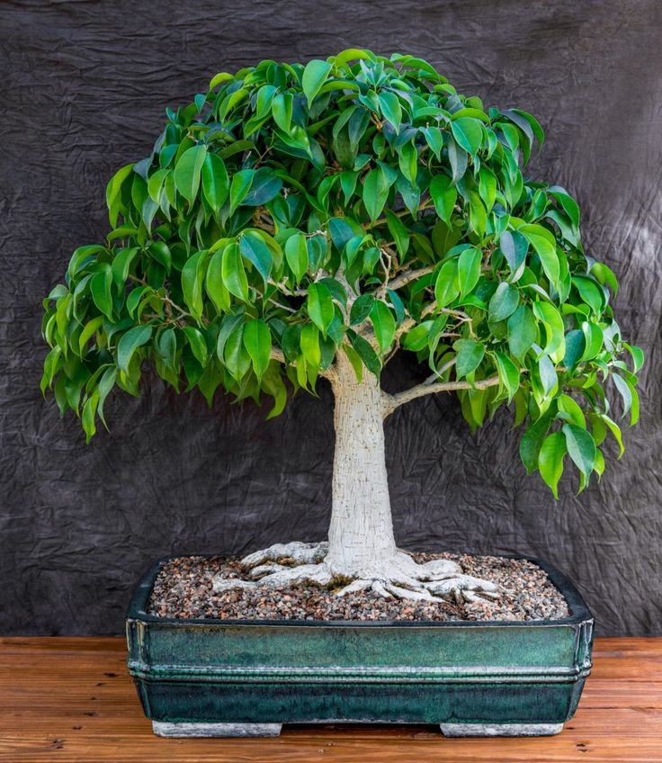 ficus_bonsai.jpg