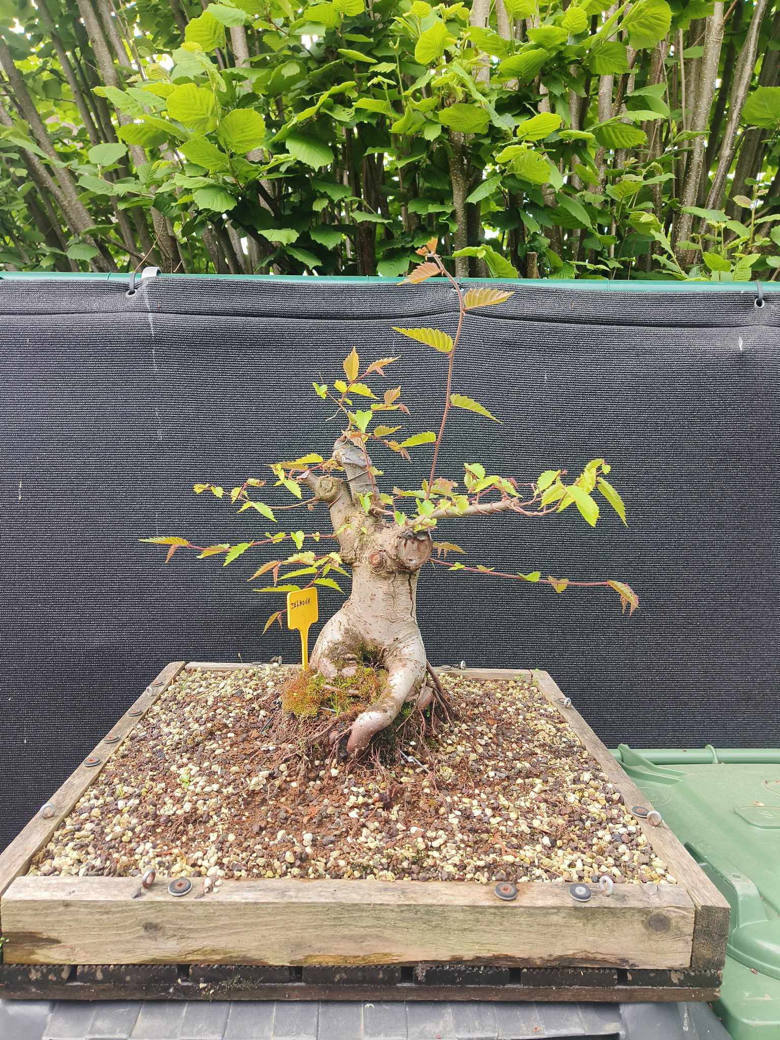 zelkova